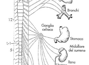 SEGNI E SINTOMI GASTRO-INTESTINALI E DOLORI MUSCOLARI. CORRELAZIONI