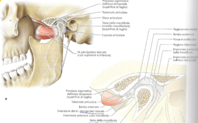 DISTURBI DELL’ARTICOLAZIONE TEMPOROMANDIBOLARE (ATM): SEGNI, SINTOMI E TRATTAMENTI